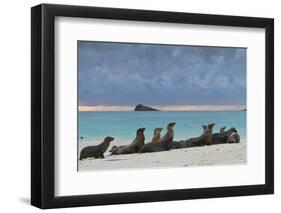 Galapagos Sea Lions (Zalophus Wollebaeki), Gardner Bay, Espanola Islands, UNESCO Site, Ecuador-Michael Nolan-Framed Photographic Print