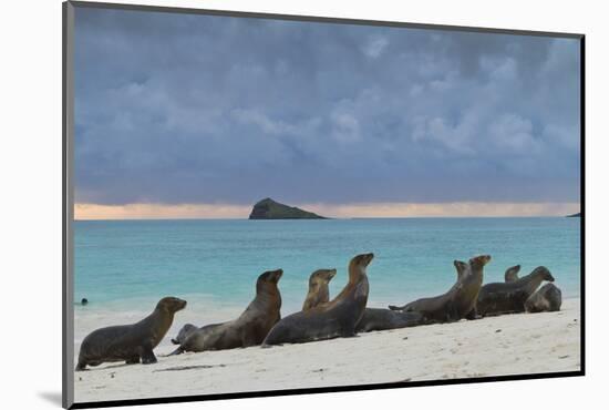 Galapagos Sea Lions (Zalophus Wollebaeki), Gardner Bay, Espanola Islands, UNESCO Site, Ecuador-Michael Nolan-Mounted Photographic Print