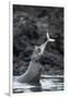 Galapagos sea lions (Zalophus wollebaeki) hunting tuna, Isabela Island, Galapagos-Tui De Roy-Framed Photographic Print