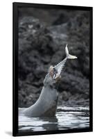 Galapagos sea lions (Zalophus wollebaeki) hunting tuna, Isabela Island, Galapagos-Tui De Roy-Framed Photographic Print