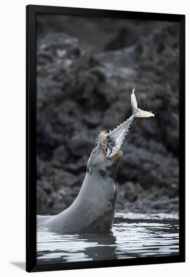 Galapagos sea lions (Zalophus wollebaeki) hunting tuna, Isabela Island, Galapagos-Tui De Roy-Framed Photographic Print