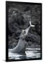 Galapagos sea lions (Zalophus wollebaeki) hunting tuna, Isabela Island, Galapagos-Tui De Roy-Framed Premium Photographic Print