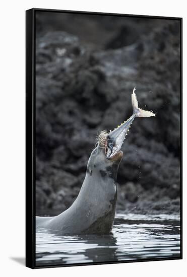 Galapagos sea lions (Zalophus wollebaeki) hunting tuna, Isabela Island, Galapagos-Tui De Roy-Framed Stretched Canvas