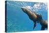 Galapagos Sea Lions (Zalophus Wollebaeki) Underwater, Champion Island, Galapagos Islands, Ecuador-Michael Nolan-Stretched Canvas