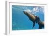 Galapagos Sea Lions (Zalophus Wollebaeki) Underwater, Champion Island, Galapagos Islands, Ecuador-Michael Nolan-Framed Photographic Print