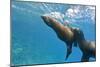 Galapagos Sea Lions (Zalophus Wollebaeki) Underwater, Champion Island, Galapagos Islands, Ecuador-Michael Nolan-Mounted Photographic Print