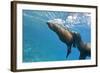 Galapagos Sea Lions (Zalophus Wollebaeki) Underwater, Champion Island, Galapagos Islands, Ecuador-Michael Nolan-Framed Photographic Print