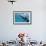 Galapagos Sea Lions (Zalophus Wollebaeki) Underwater, Champion Island, Galapagos Islands, Ecuador-Michael Nolan-Framed Photographic Print displayed on a wall