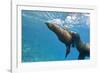 Galapagos Sea Lions (Zalophus Wollebaeki) Underwater, Champion Island, Galapagos Islands, Ecuador-Michael Nolan-Framed Photographic Print