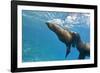 Galapagos Sea Lions (Zalophus Wollebaeki) Underwater, Champion Island, Galapagos Islands, Ecuador-Michael Nolan-Framed Photographic Print