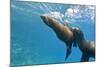 Galapagos Sea Lions (Zalophus Wollebaeki) Underwater, Champion Island, Galapagos Islands, Ecuador-Michael Nolan-Mounted Photographic Print