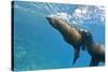 Galapagos Sea Lions (Zalophus Wollebaeki) Underwater, Champion Island, Galapagos Islands, Ecuador-Michael Nolan-Stretched Canvas