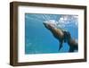 Galapagos Sea Lions (Zalophus Wollebaeki) Underwater, Champion Island, Galapagos Islands, Ecuador-Michael Nolan-Framed Photographic Print