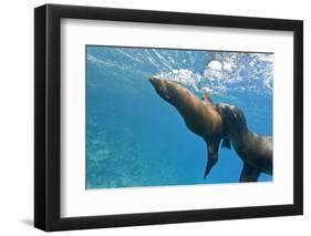 Galapagos Sea Lions (Zalophus Wollebaeki) Underwater, Champion Island, Galapagos Islands, Ecuador-Michael Nolan-Framed Photographic Print