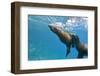 Galapagos Sea Lions (Zalophus Wollebaeki) Underwater, Champion Island, Galapagos Islands, Ecuador-Michael Nolan-Framed Premium Photographic Print