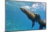 Galapagos Sea Lions (Zalophus Wollebaeki) Underwater, Champion Island, Galapagos Islands, Ecuador-Michael Nolan-Mounted Premium Photographic Print