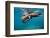 Galapagos Sea Lions (Zalophus Wollebaeki) Young Playing in Shallow Water-Alex Mustard-Framed Premium Photographic Print