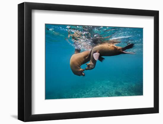 Galapagos Sea Lions (Zalophus Wollebaeki) Young Playing in Shallow Water-Alex Mustard-Framed Premium Photographic Print