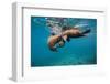 Galapagos Sea Lions (Zalophus Wollebaeki) Young Playing in Shallow Water-Alex Mustard-Framed Premium Photographic Print