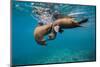 Galapagos Sea Lions (Zalophus Wollebaeki) Young Playing in Shallow Water-Alex Mustard-Mounted Premium Photographic Print