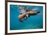 Galapagos Sea Lions (Zalophus Wollebaeki) Young Playing in Shallow Water-Alex Mustard-Framed Photographic Print