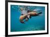 Galapagos Sea Lions (Zalophus Wollebaeki) Young Playing in Shallow Water-Alex Mustard-Framed Photographic Print