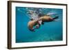 Galapagos Sea Lions (Zalophus Wollebaeki) Young Playing in Shallow Water-Alex Mustard-Framed Photographic Print