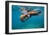 Galapagos Sea Lions (Zalophus Wollebaeki) Young Playing in Shallow Water-Alex Mustard-Framed Photographic Print