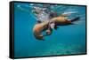 Galapagos Sea Lions (Zalophus Wollebaeki) Young Playing in Shallow Water-Alex Mustard-Framed Stretched Canvas