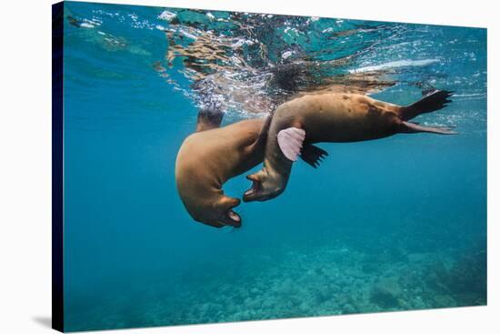 Galapagos Sea Lions (Zalophus Wollebaeki) Young Playing in Shallow Water-Alex Mustard-Stretched Canvas