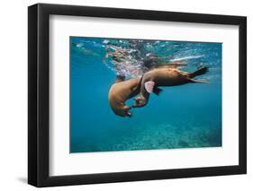 Galapagos Sea Lions (Zalophus Wollebaeki) Young Playing in Shallow Water-Alex Mustard-Framed Photographic Print