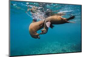 Galapagos Sea Lions (Zalophus Wollebaeki) Young Playing in Shallow Water-Alex Mustard-Mounted Photographic Print