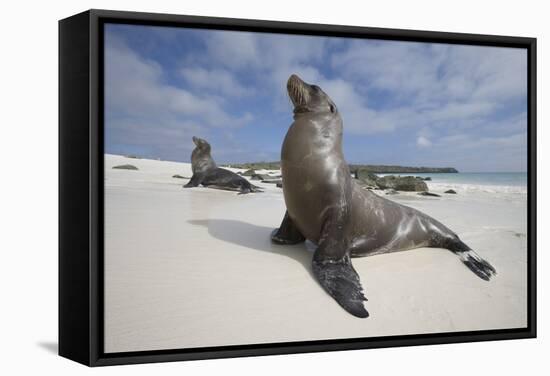 Galapagos Sea Lions-Paul Souders-Framed Stretched Canvas