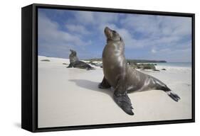 Galapagos Sea Lions-Paul Souders-Framed Stretched Canvas