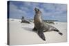 Galapagos Sea Lions-Paul Souders-Stretched Canvas