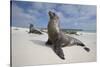 Galapagos Sea Lions-Paul Souders-Stretched Canvas