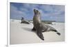 Galapagos Sea Lions-Paul Souders-Framed Photographic Print