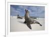 Galapagos Sea Lions-Paul Souders-Framed Photographic Print