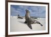 Galapagos Sea Lions-Paul Souders-Framed Photographic Print