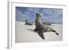 Galapagos Sea Lions-Paul Souders-Framed Photographic Print