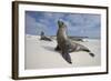 Galapagos Sea Lions-Paul Souders-Framed Photographic Print