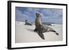 Galapagos Sea Lions-Paul Souders-Framed Photographic Print