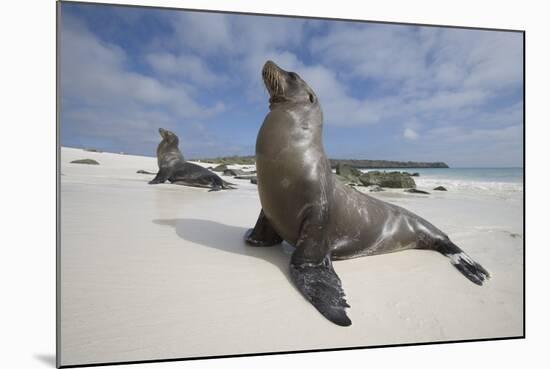 Galapagos Sea Lions-Paul Souders-Mounted Photographic Print