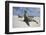 Galapagos Sea Lions-Paul Souders-Framed Photographic Print