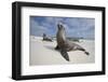 Galapagos Sea Lions-Paul Souders-Framed Photographic Print