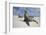 Galapagos Sea Lions-Paul Souders-Framed Photographic Print