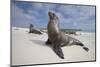 Galapagos Sea Lions-Paul Souders-Mounted Photographic Print