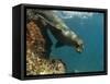 Galapagos Sealion, Gardner Bay, Española Island, Galapagos Islands, Ecuador-Pete Oxford-Framed Stretched Canvas