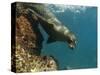 Galapagos Sealion, Gardner Bay, Española Island, Galapagos Islands, Ecuador-Pete Oxford-Stretched Canvas