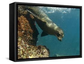 Galapagos Sealion, Gardner Bay, Española Island, Galapagos Islands, Ecuador-Pete Oxford-Framed Stretched Canvas